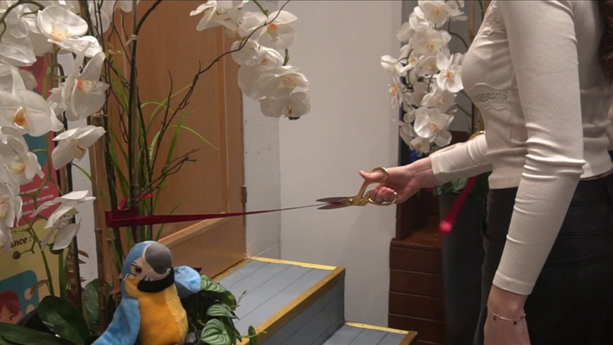 VIDEO | 300 uudishimulikku eksootilist tiivulist seadis end sisse Tallinna vanalinnas