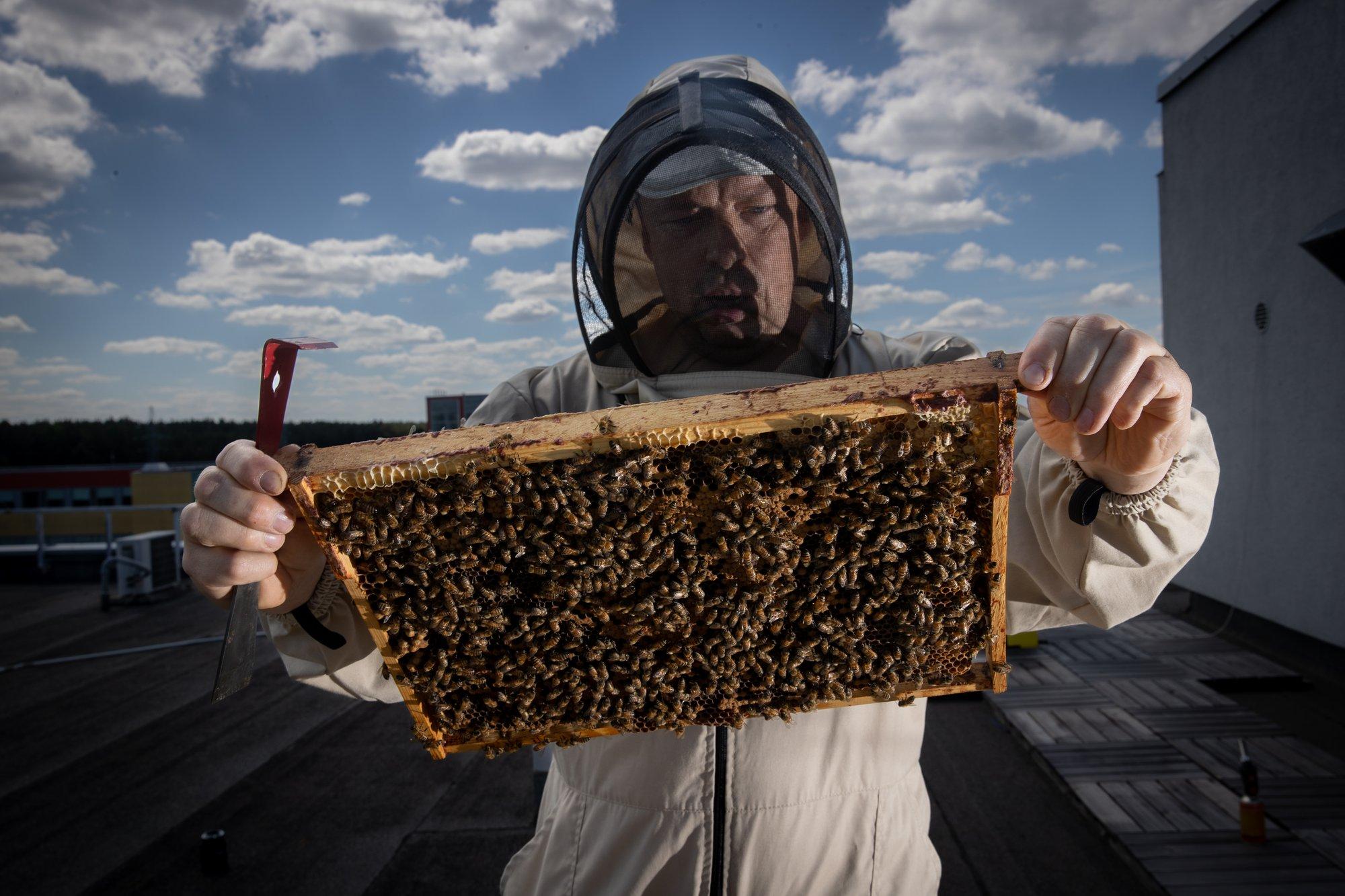 Väikemesinikud jäeti toeta. Miks otsustas riik neid enam mitte aidata?