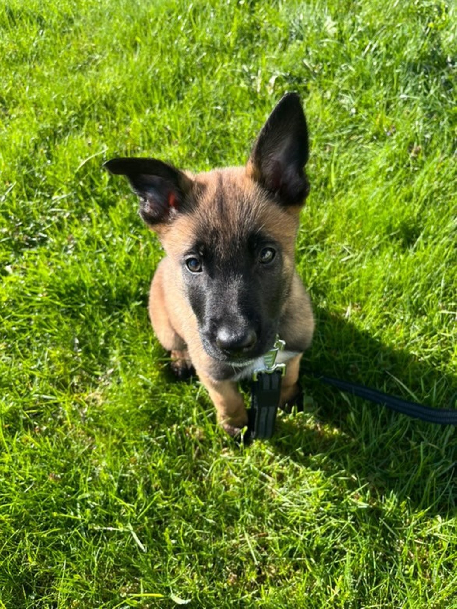 FOTOD | Kapo hakkab hiilima Eesti idapiiril! Piirivalvurite noorim kolleeg sai eriti tähendusrikka nime