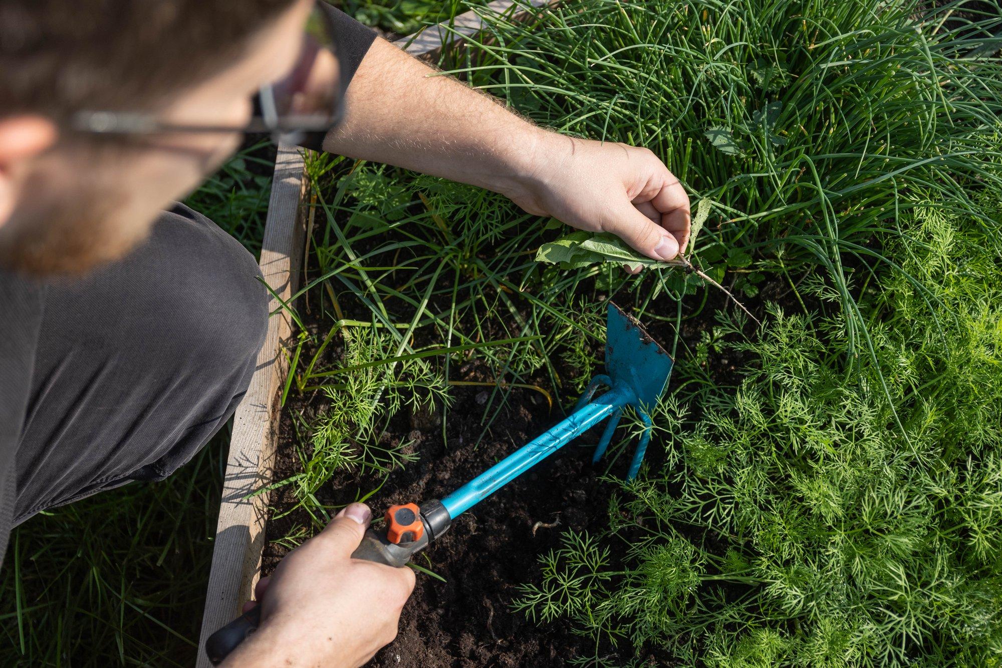 Kuidas mõjutab kuu taimekasvu ja mis aiatöid missuguses kuufaasis ette võtta?