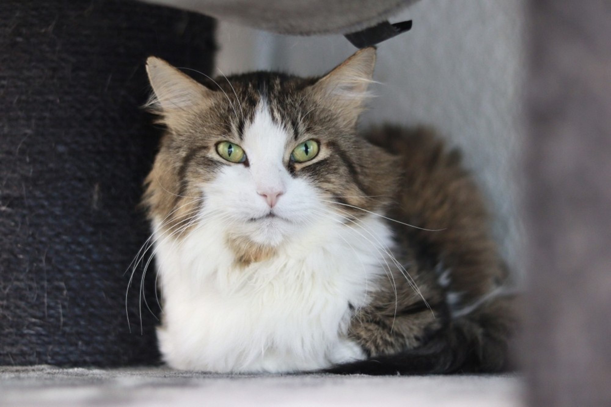 Müstiline kaalukaotus ja veider hingamine: Kitt-Kurr otsib oma tervisehädade põhjust