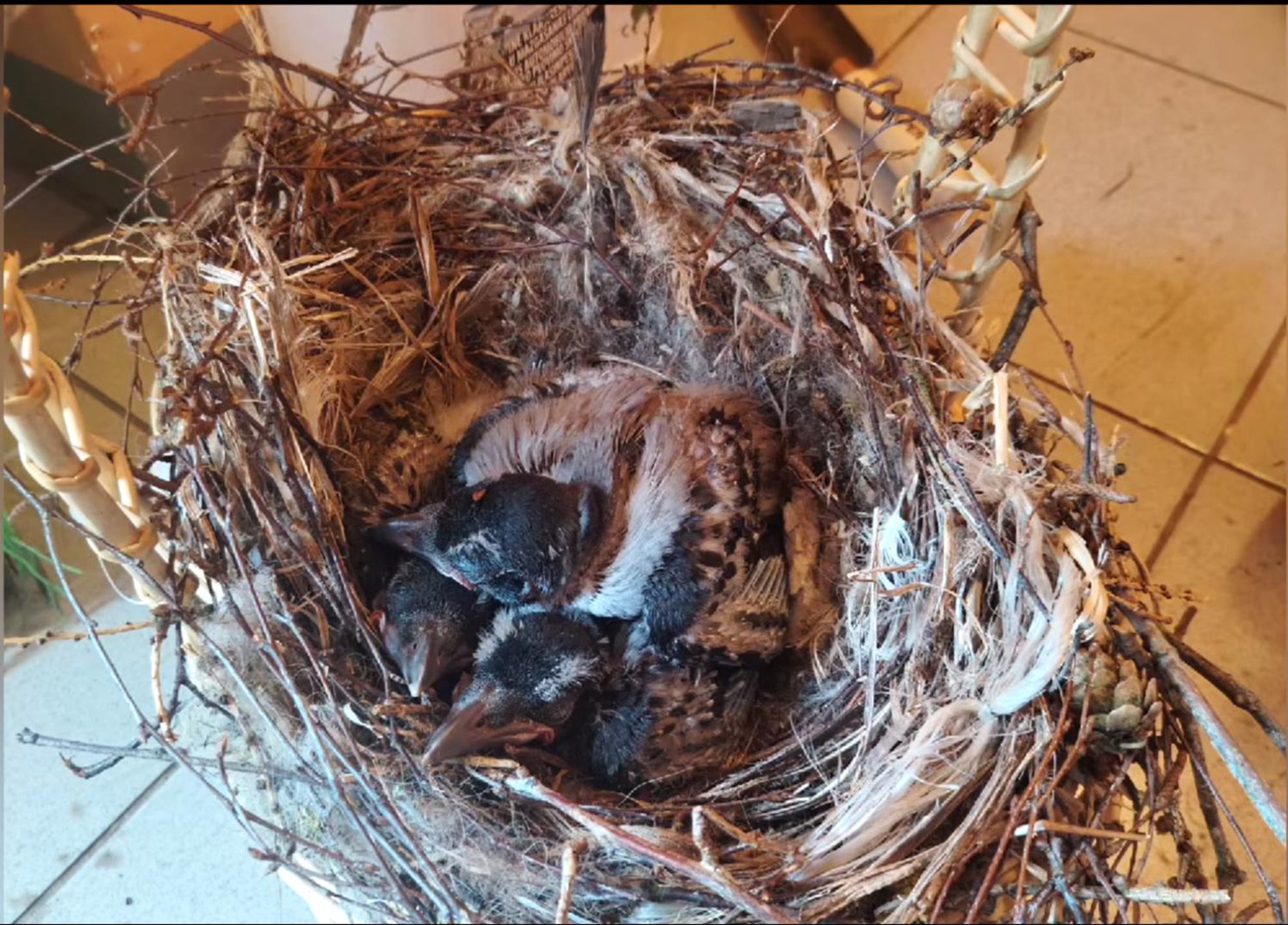 Tähelepanematu saemees seadis linnupoegade elud ohtu