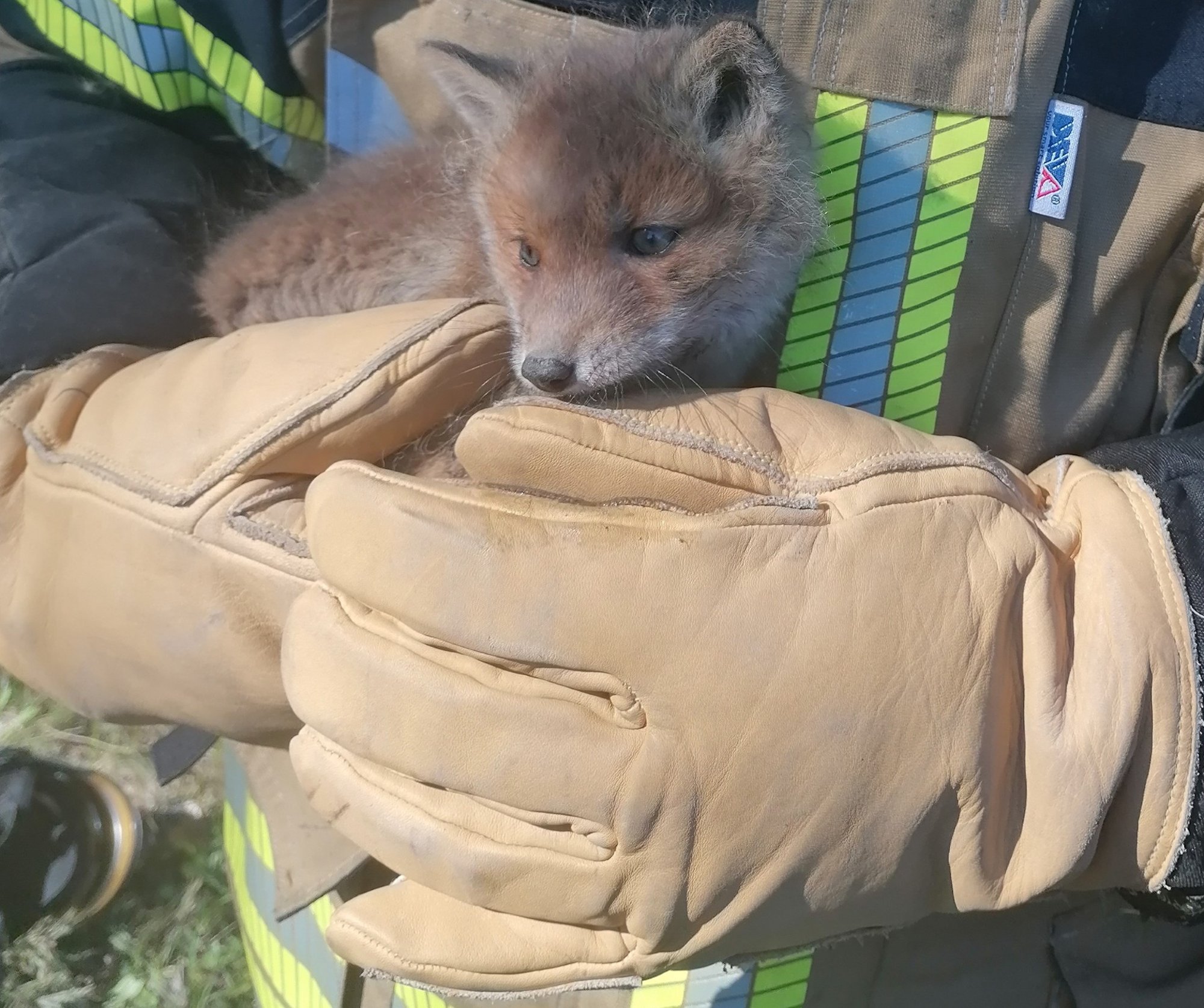 FOTO | Rebasekutsikas otsis auto kapoti alt kaitset, päästjad aitasid ta välja