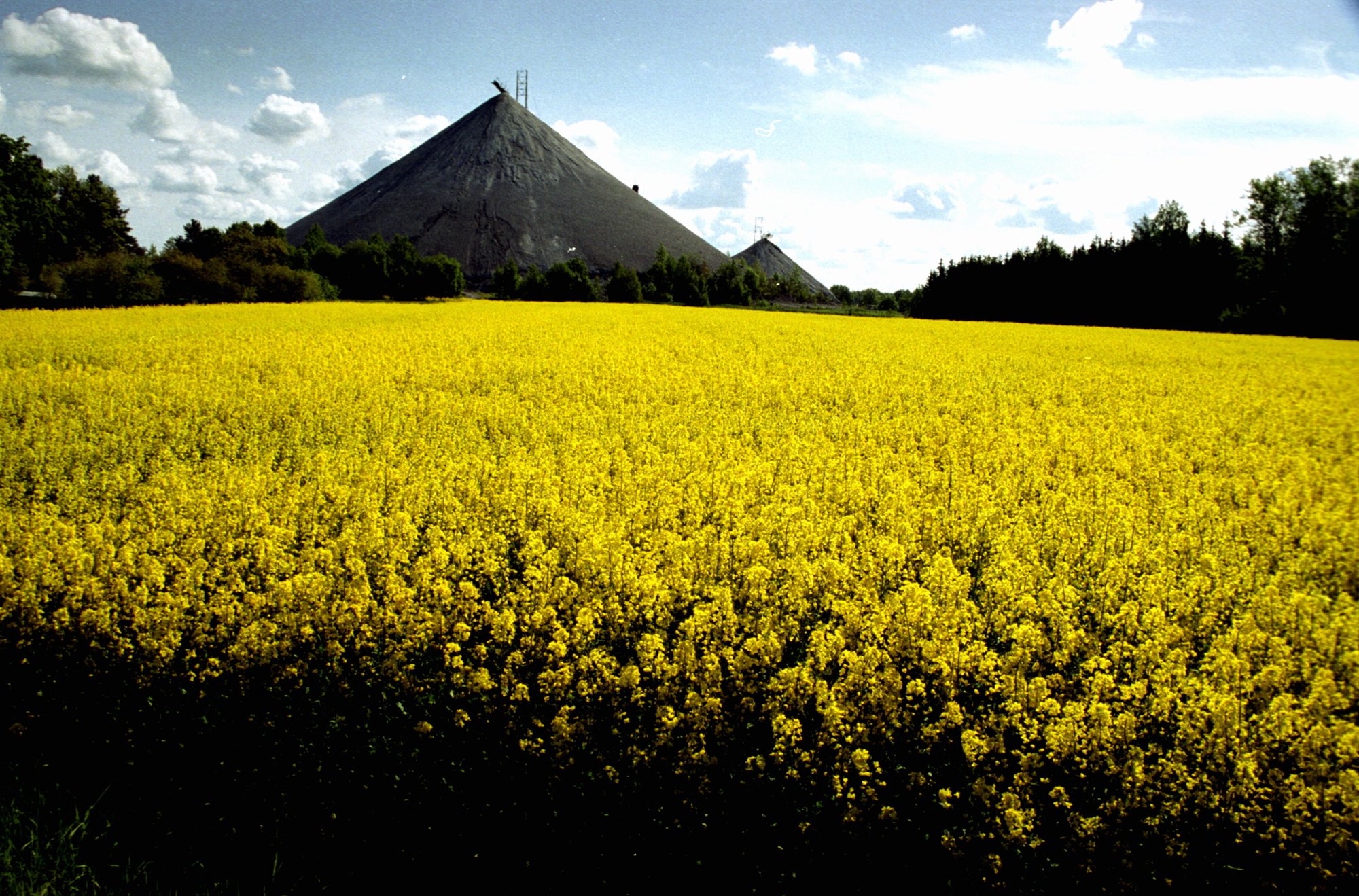 Poolas otsitakse rapsikasvatuse probleemidele lahendusi