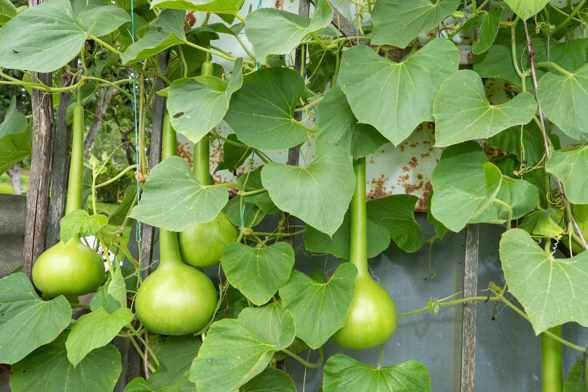 Pudelkõrvitsa ehk kalebassi viljad sobivad nii söömiseks kui ka vaasideks või pudeliteks