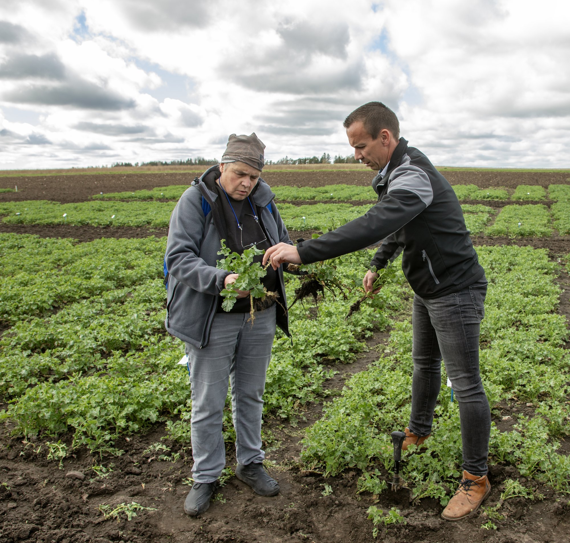Kuusikul katsetatakse talirapsi kasvutehnoloogia ennekuulmatuid muutuseid
