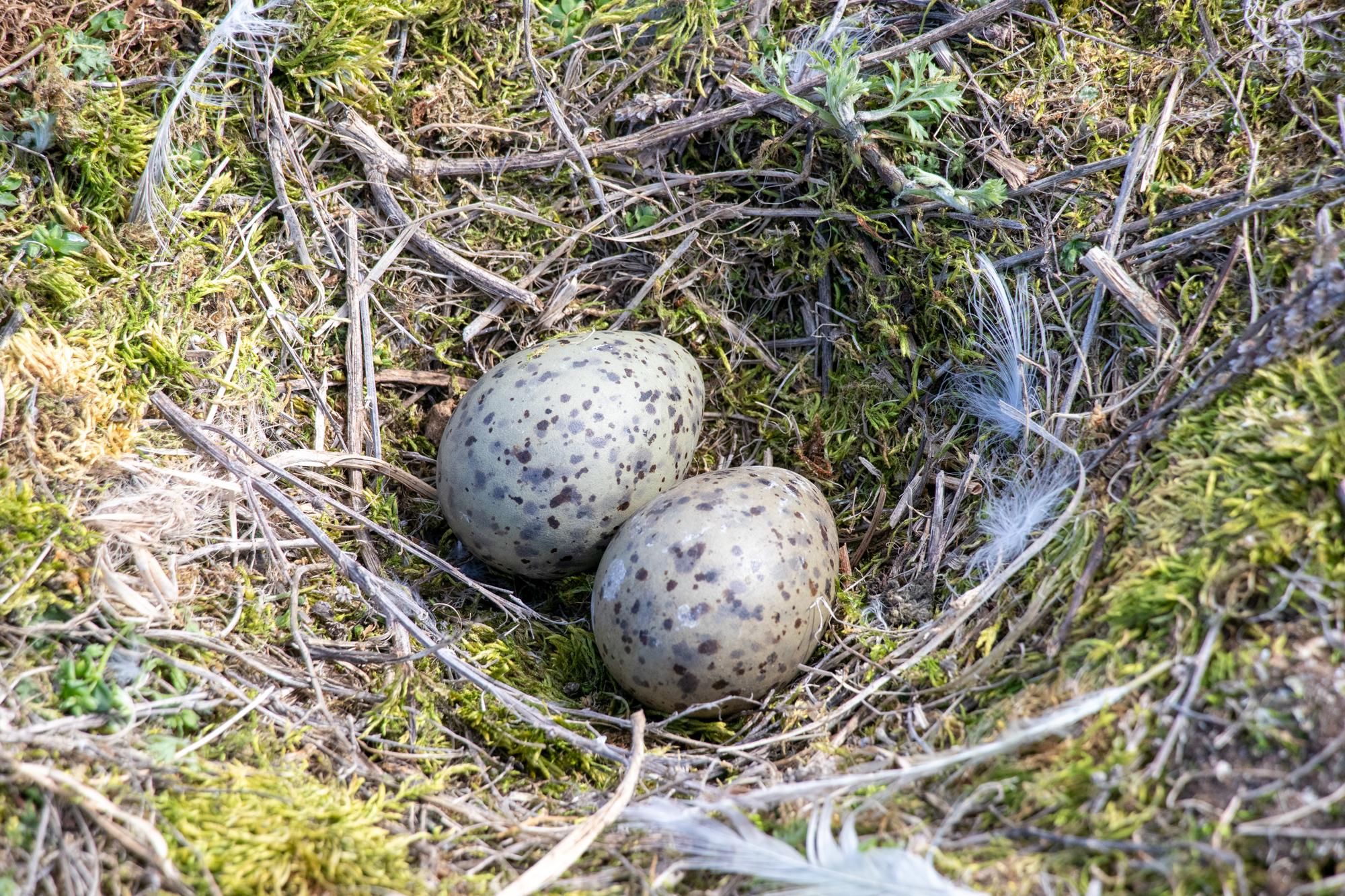 Kormoranimunade õlitamine sai rohelise tule