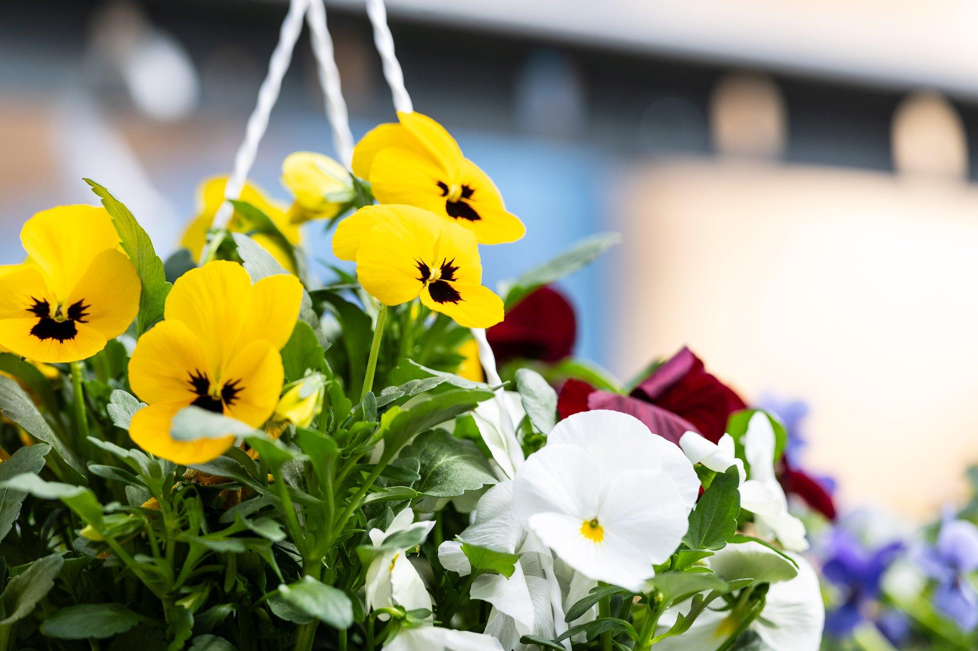 HINNAVAATLUS | Turule on jõudnud esimesed suvelilled