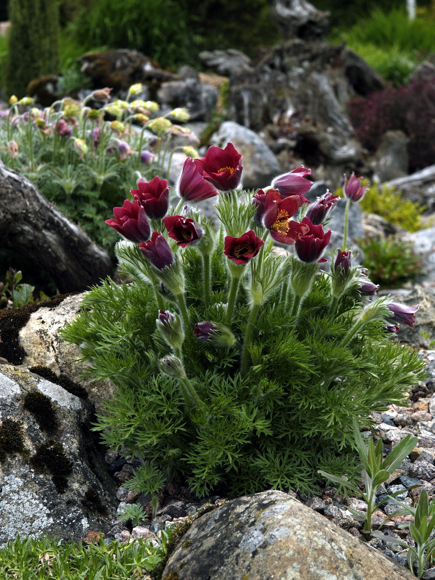 Karvased karukellad armastavad päikest ja rõõmustavad aednikku oma õitega kevadel