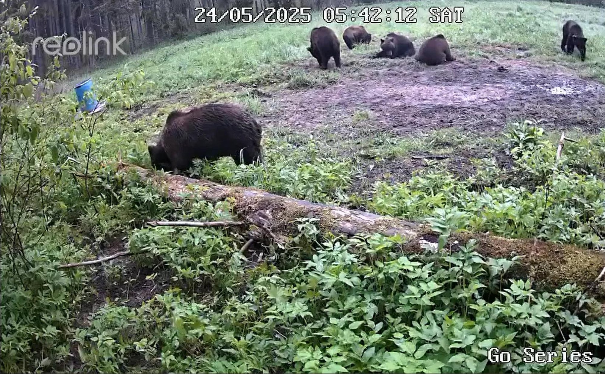 VIDEO | Haruldane hetk Koerus: rajakaamera jäädvustas korraga kuus karu