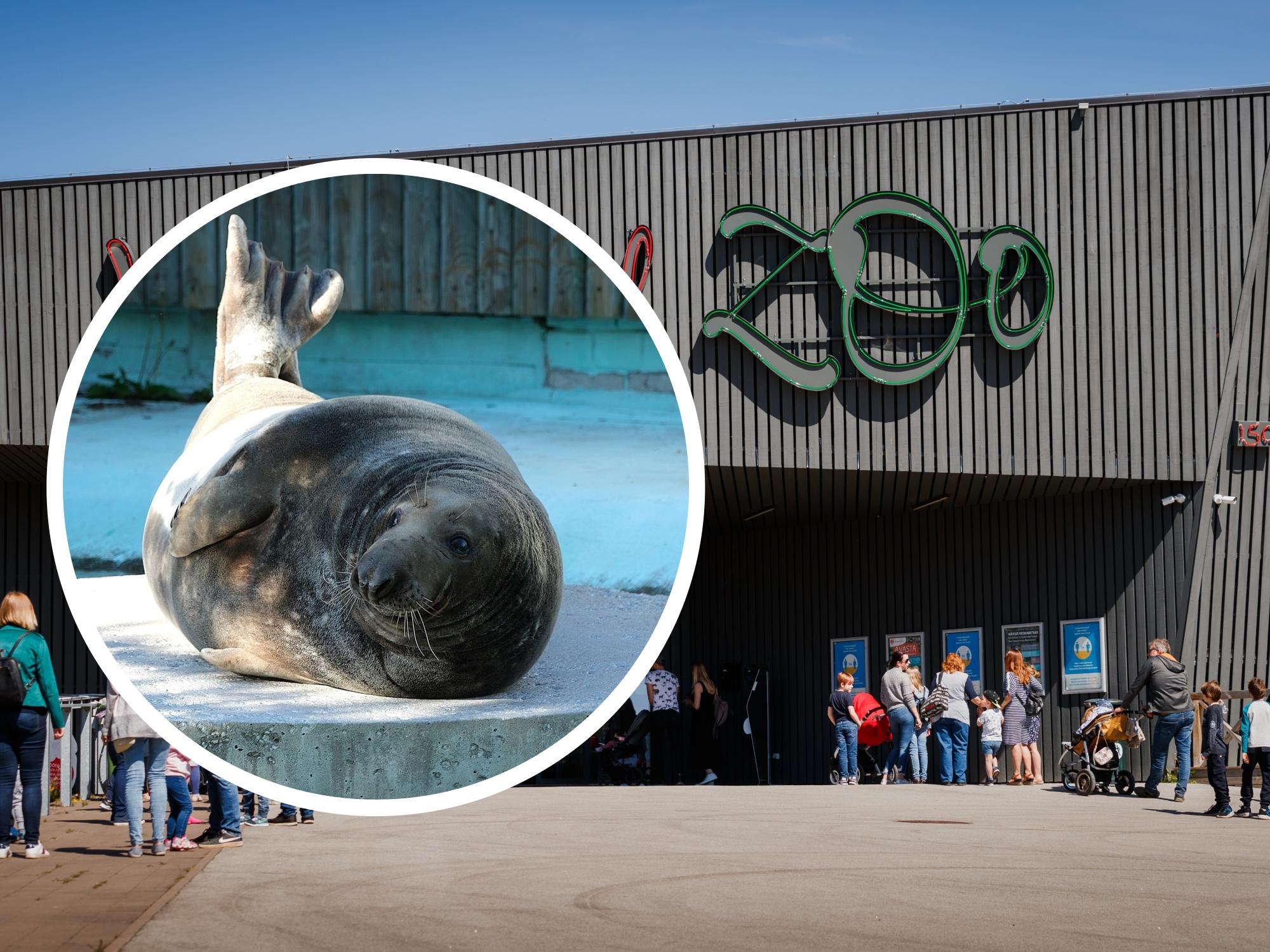 Tallinna loomaaia isahüljes lämbus surnuks, kuna operatsioon läks täiesti viltu