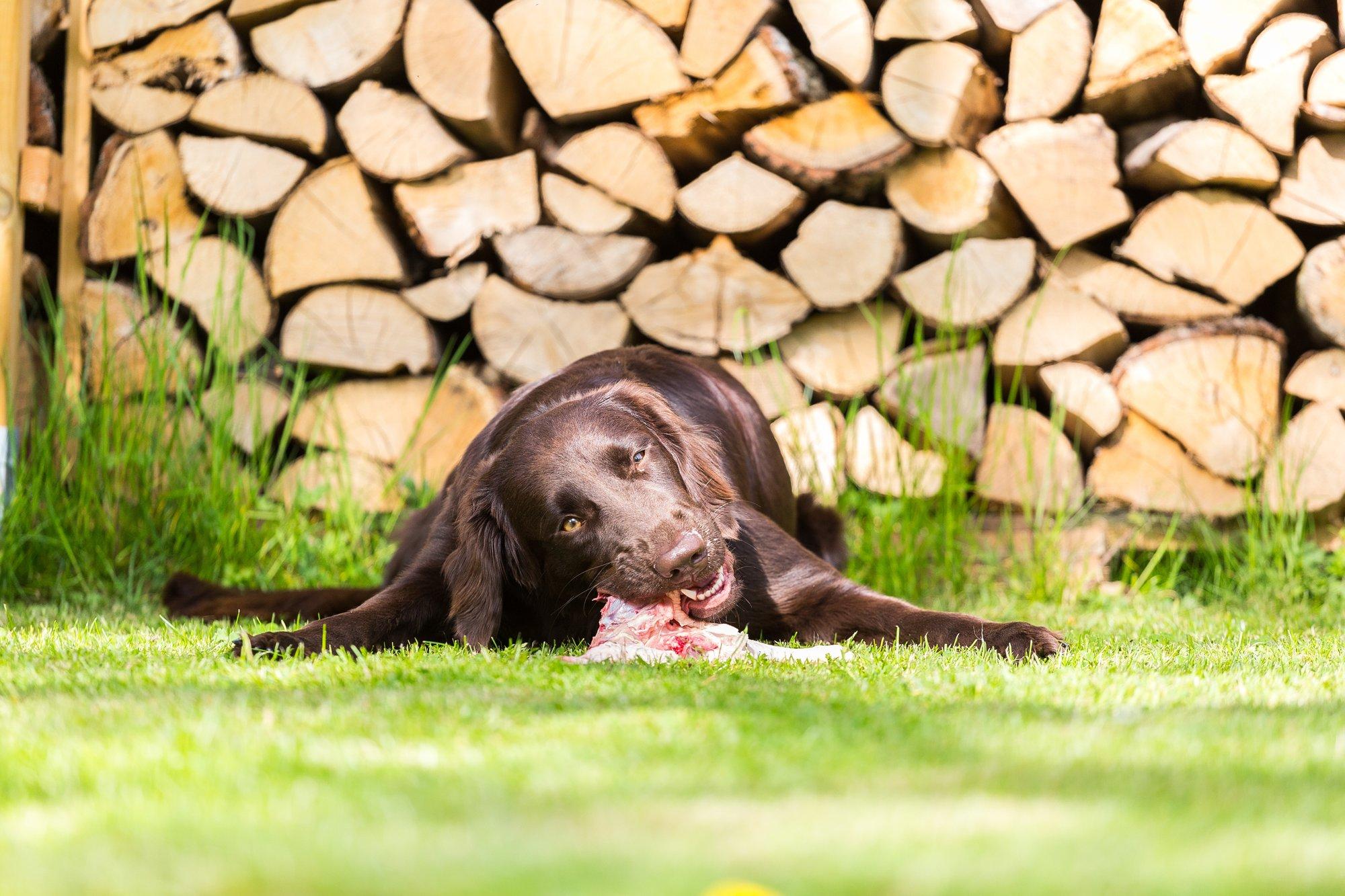 Mõni õgib haiglaslikult, teine sügeleb kogu elu: päris tervet koeratõugu polegi olemas