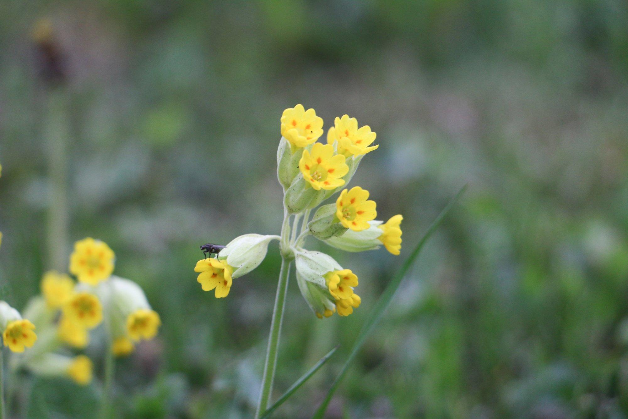 Neid ravimtaimi saab kevadel korjata. Lisatud põhjalik info kasutamise kohta