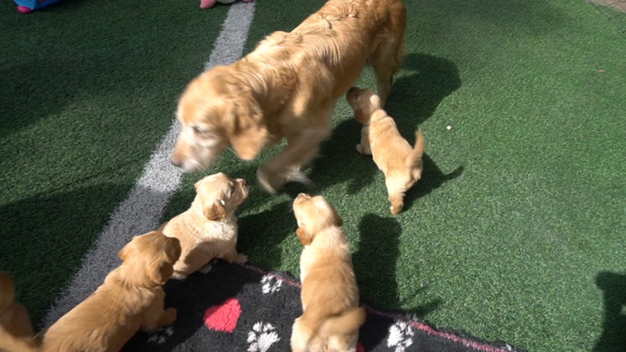 VIDEO | Eriline emadepäev: ühes Vääna-Jõesuu kodus peavad kuldsed retriiverid oma pidu 18 kutsika seltsis