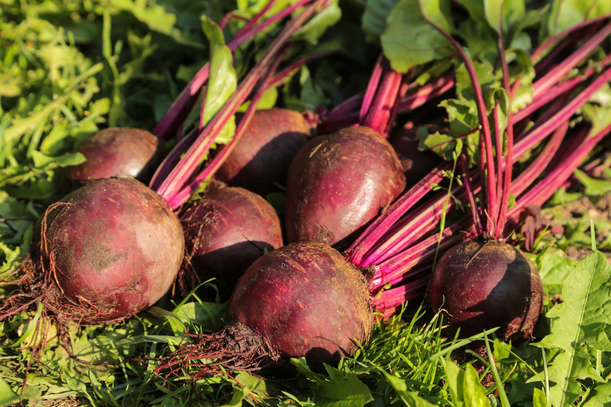 Peedi kasvatamiseks on paras seemned mai teises pooles külvata