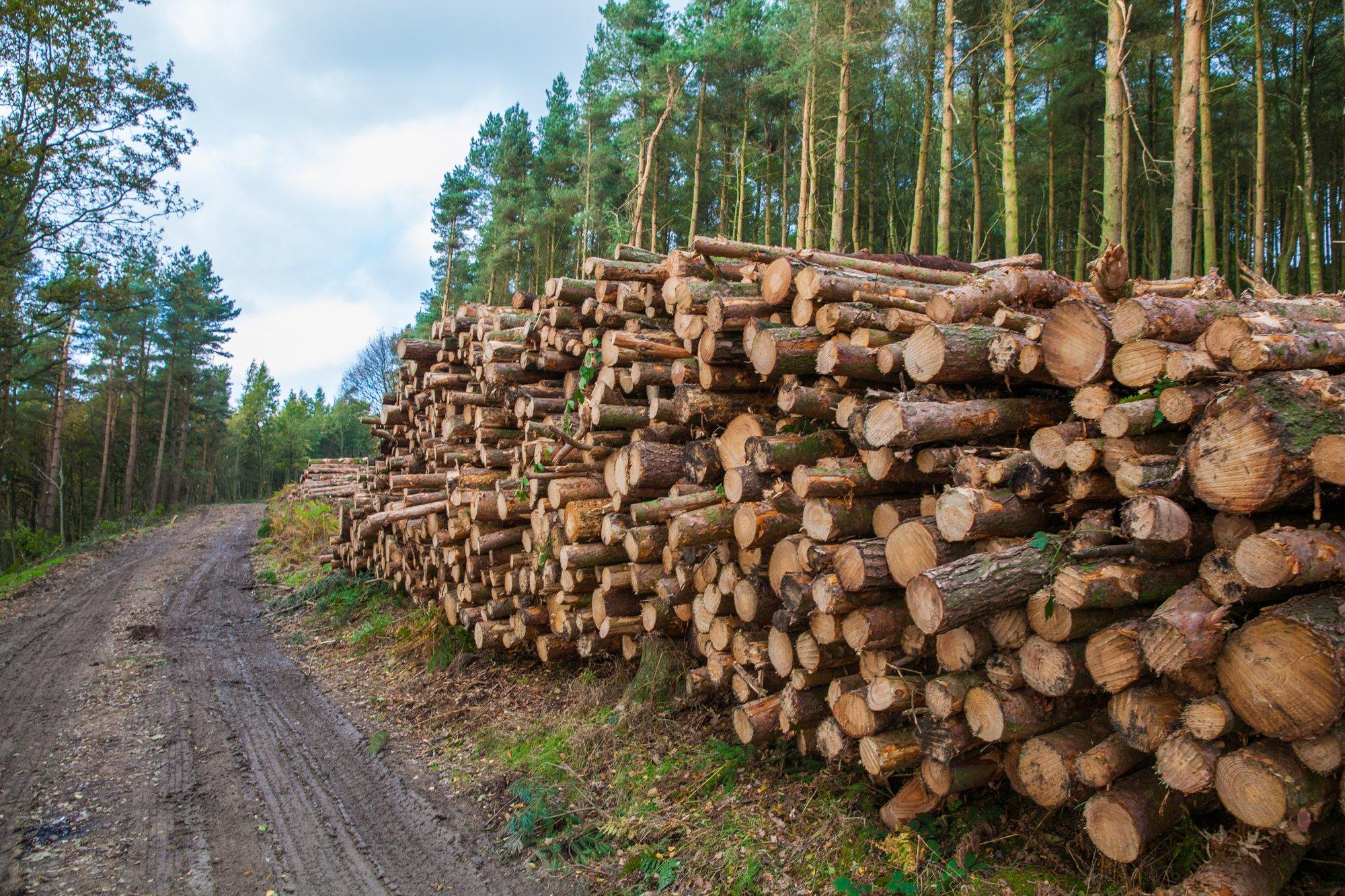 PUIDUHINNAD | Maikuu puiduturgu iseloomustab hinnalangus