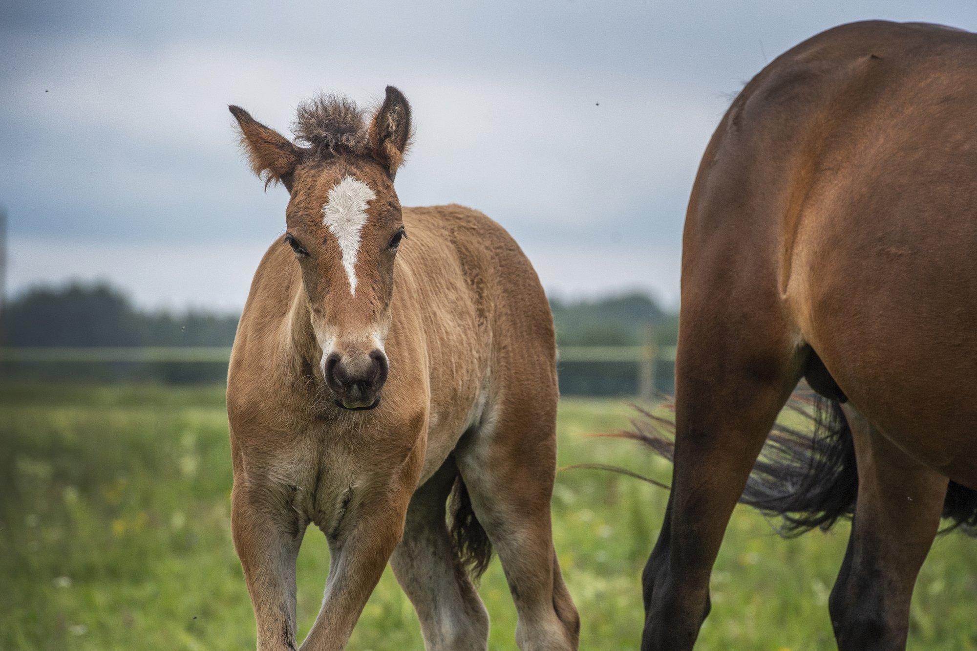 Ohtliku hobuste herpesviiruse levik Eestis jätkub