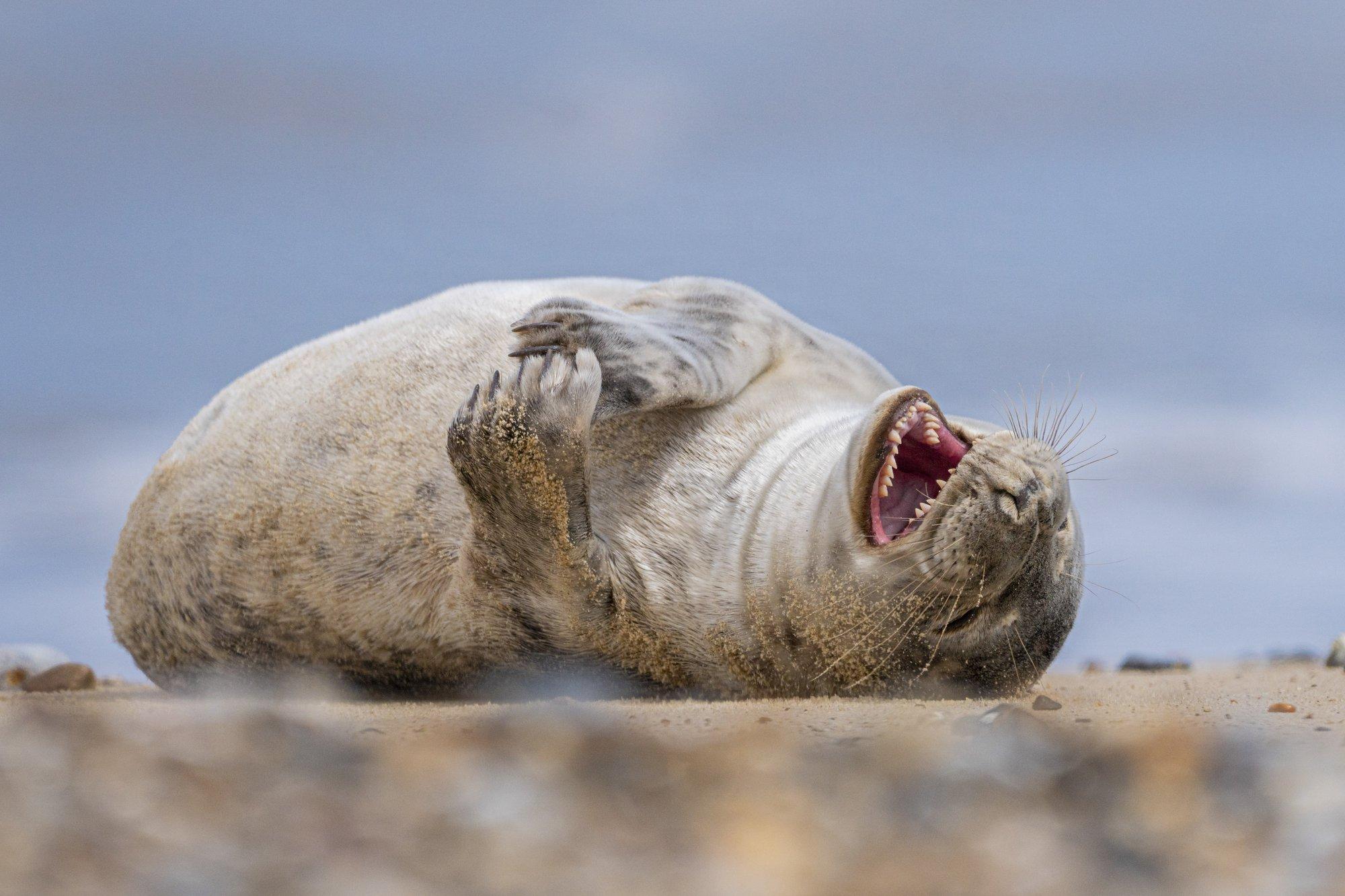 FOTOD | Nalja peab saama! Loomade uskumatud näoilmed, mis ka inimesele muheluse suule toovad