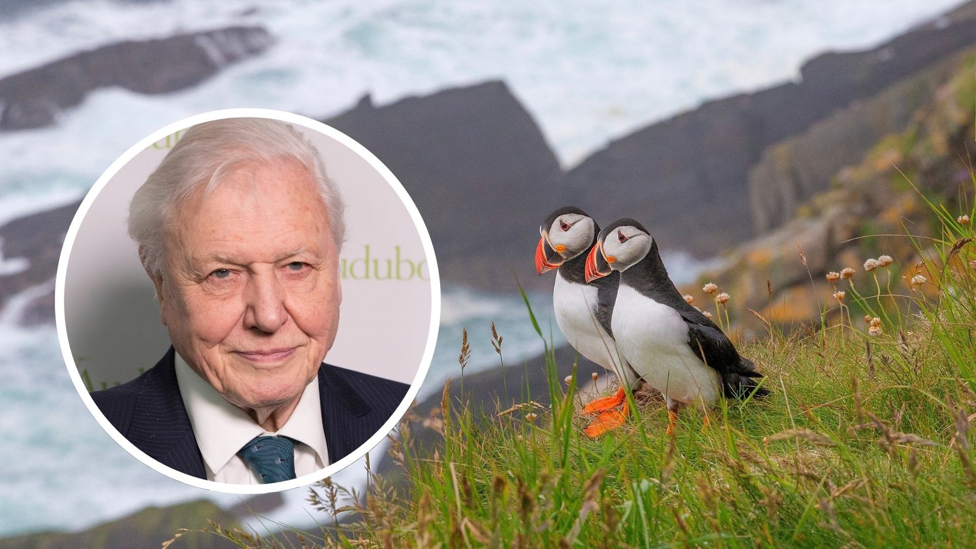 99aastase David Attenborough’ hea tervise saladused. Mida ütleb teadus?