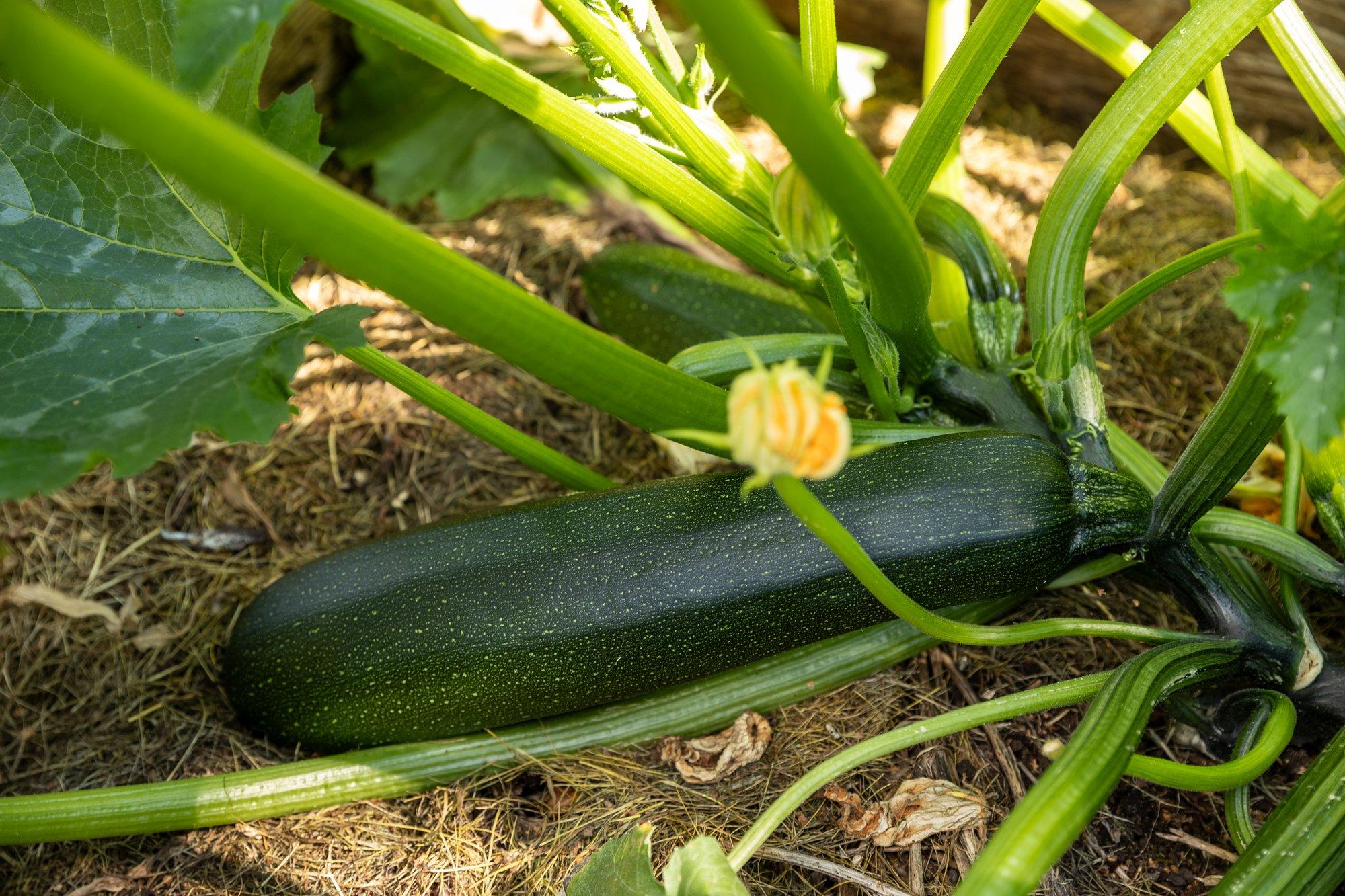 Neid köögivilju võiks külvata maikuus. Lisatud info kasvatamise kohta