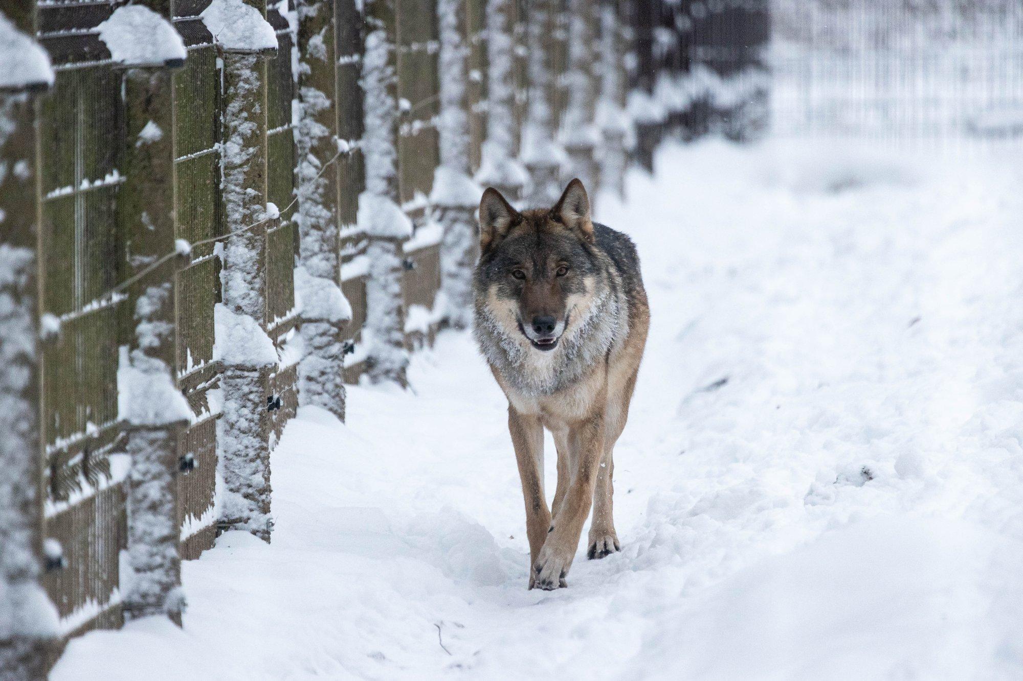 Heino Märks: on ainult aja küsimus, mil hunt või karu tapab inimese