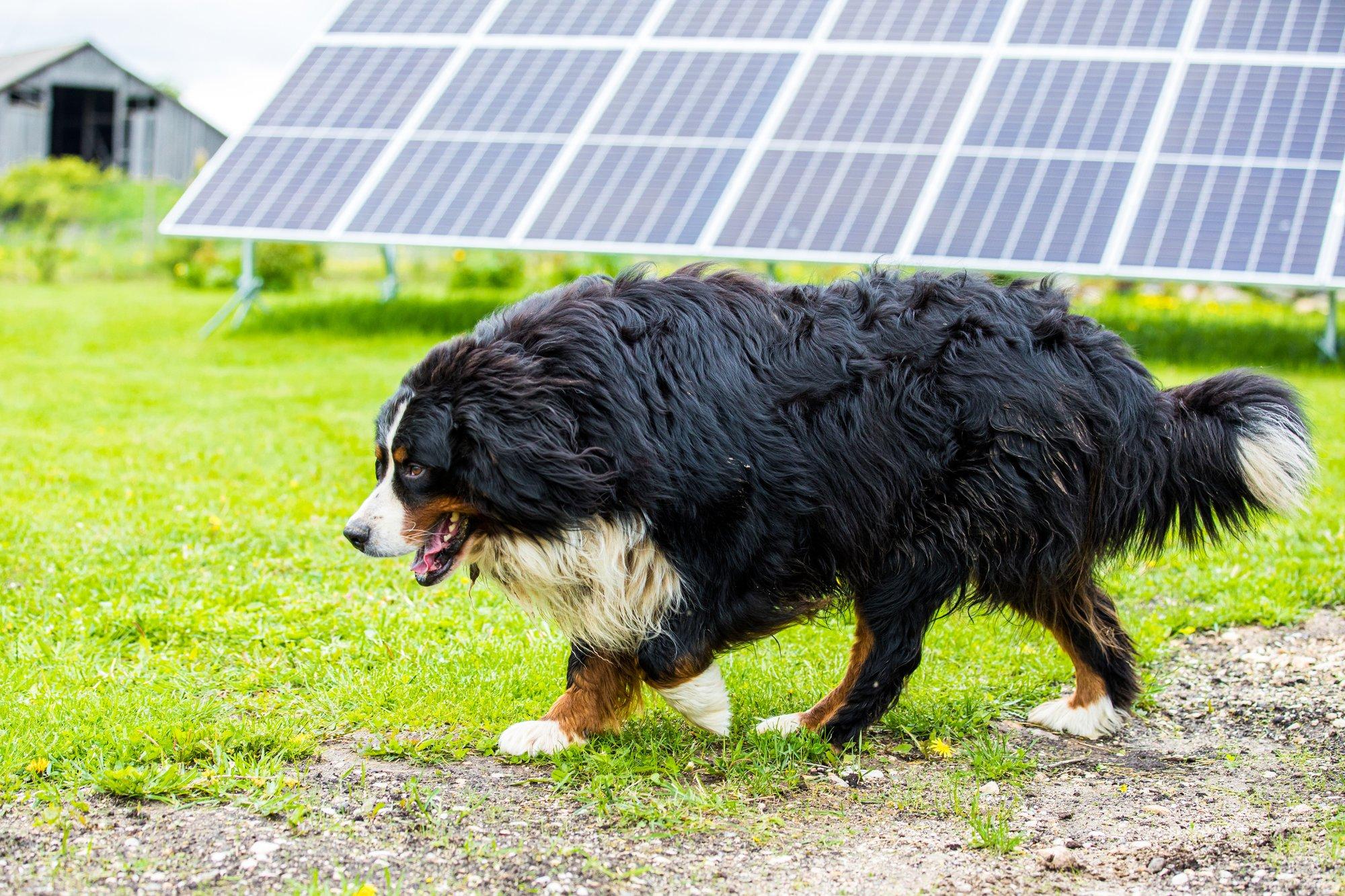 Päikeseenergia buum on suursaartel tekitanud probleeme võrguga liitumisel. Eriti hull on seis Hiiumaal