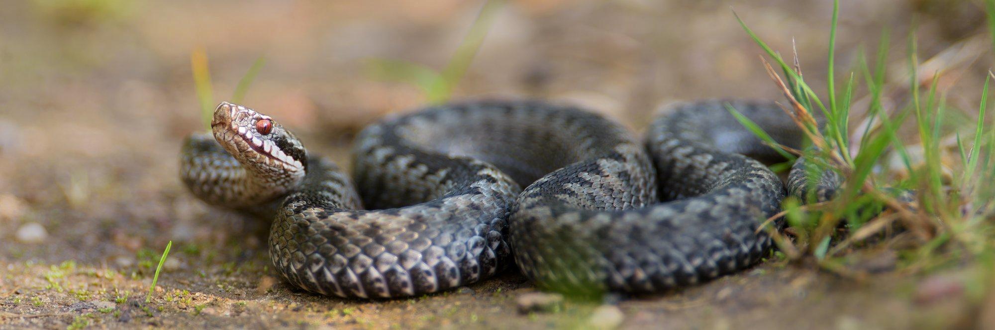 Esmaabi: mida teha ja mida kindlasti mitte teha, kui rästik on hammustanud? Miks tuleb alati pöörduda arsti poole