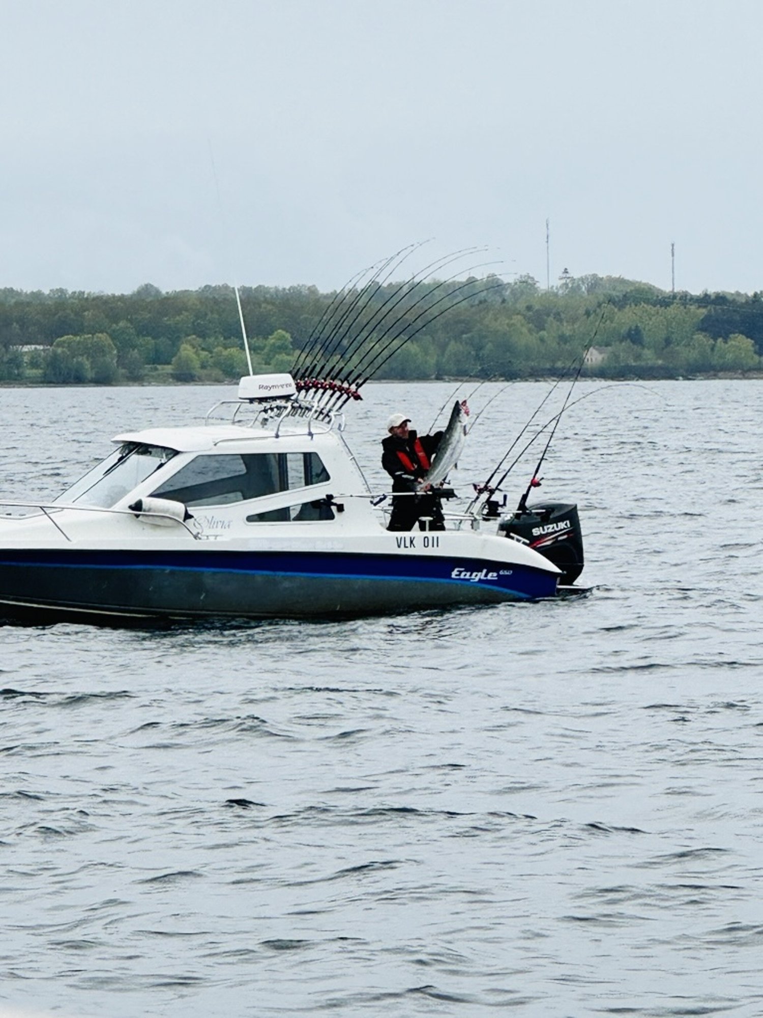 Purakas! Tallinnas alanud lõhepüügivõistluse esimesel päeval püüti 12-kilone lõhe