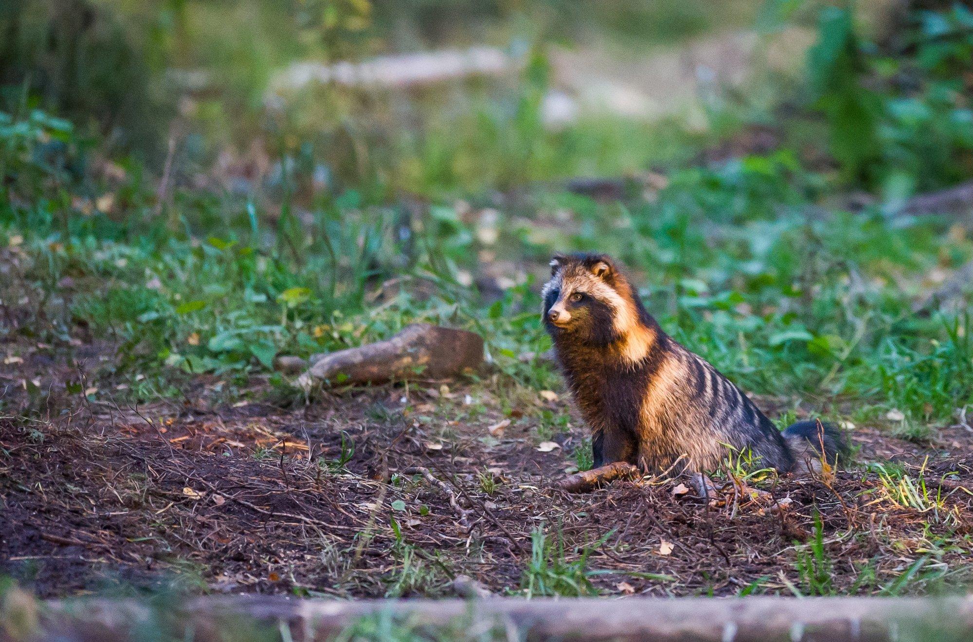 Hoia lemmikul silm peal: metsloomi vaktsineeritakse sel nädalal marutaudi vastu