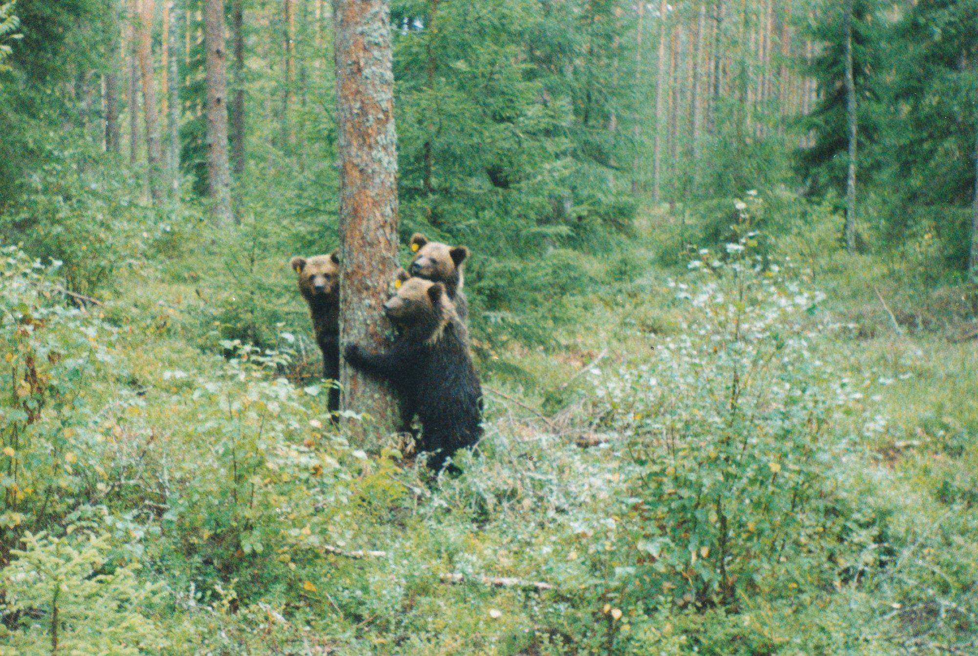Ehmatavad kohtumised ja imelised pääsemised. Mida teha, kui kohtad karu?