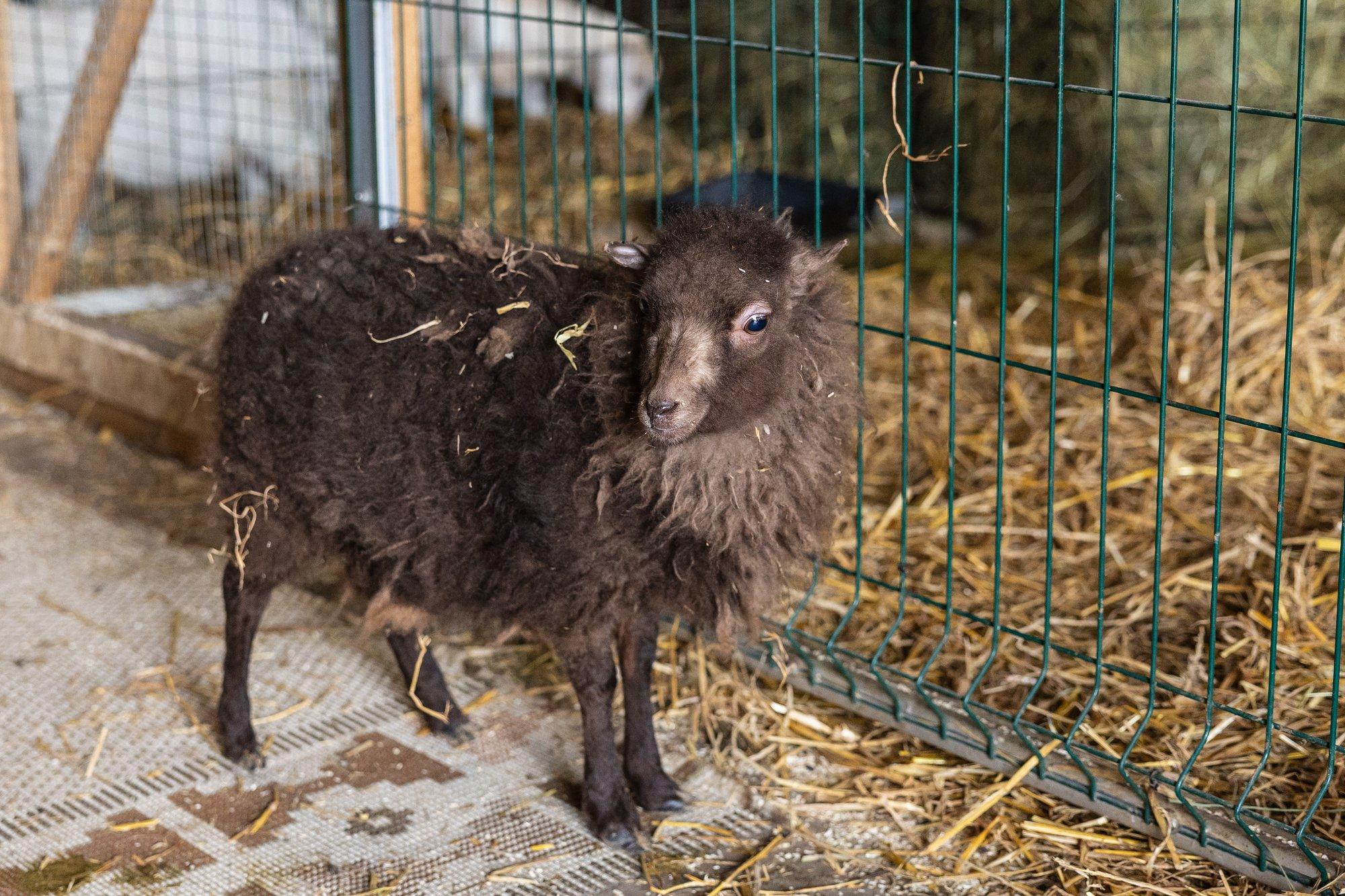 Kasvult tilluke, isiksuselt suur: Eesti väikseim lammas võib solvuda nagu inimene