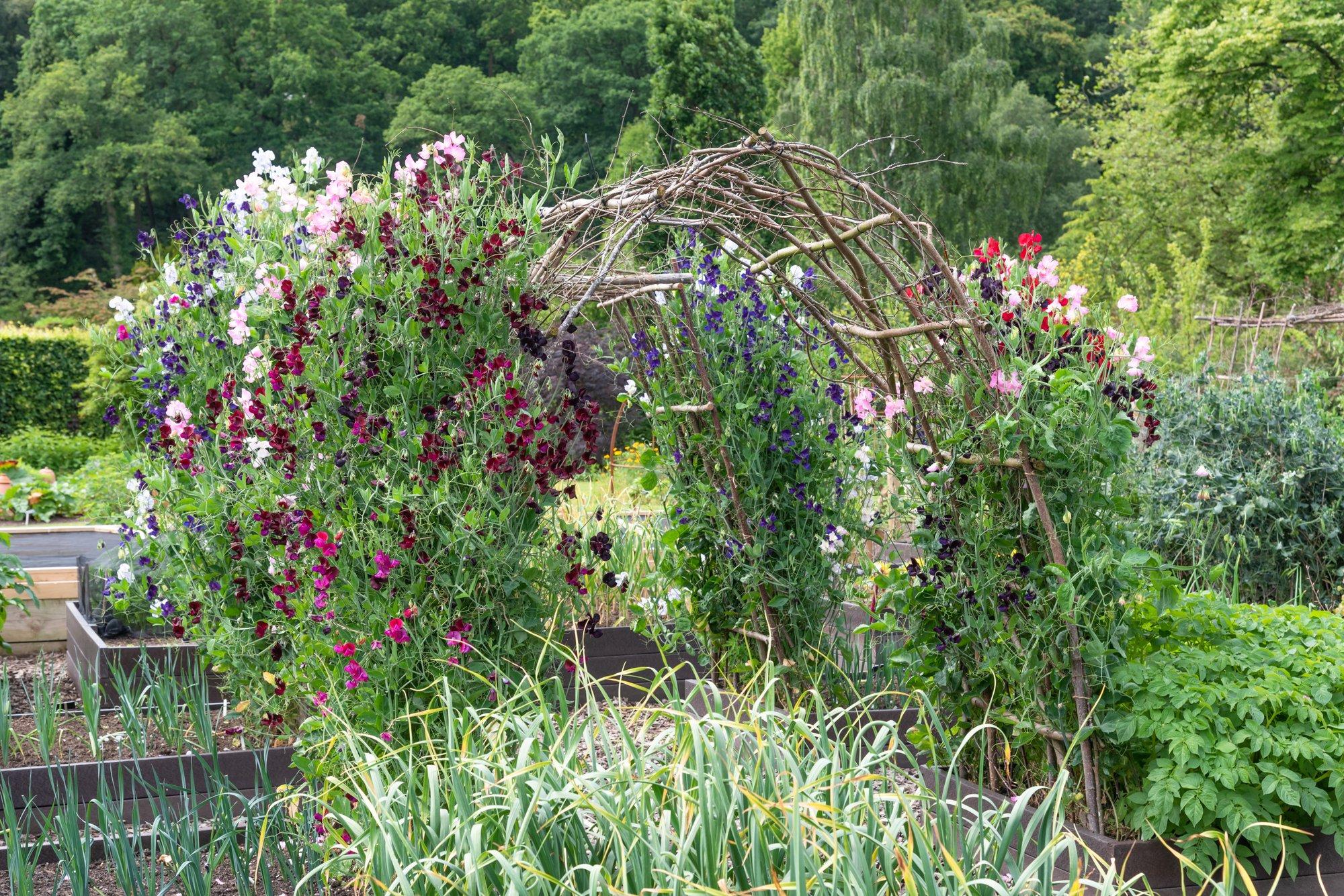 Eva Luigas jagab nippe lillherneste edukaks kasvatamiseks