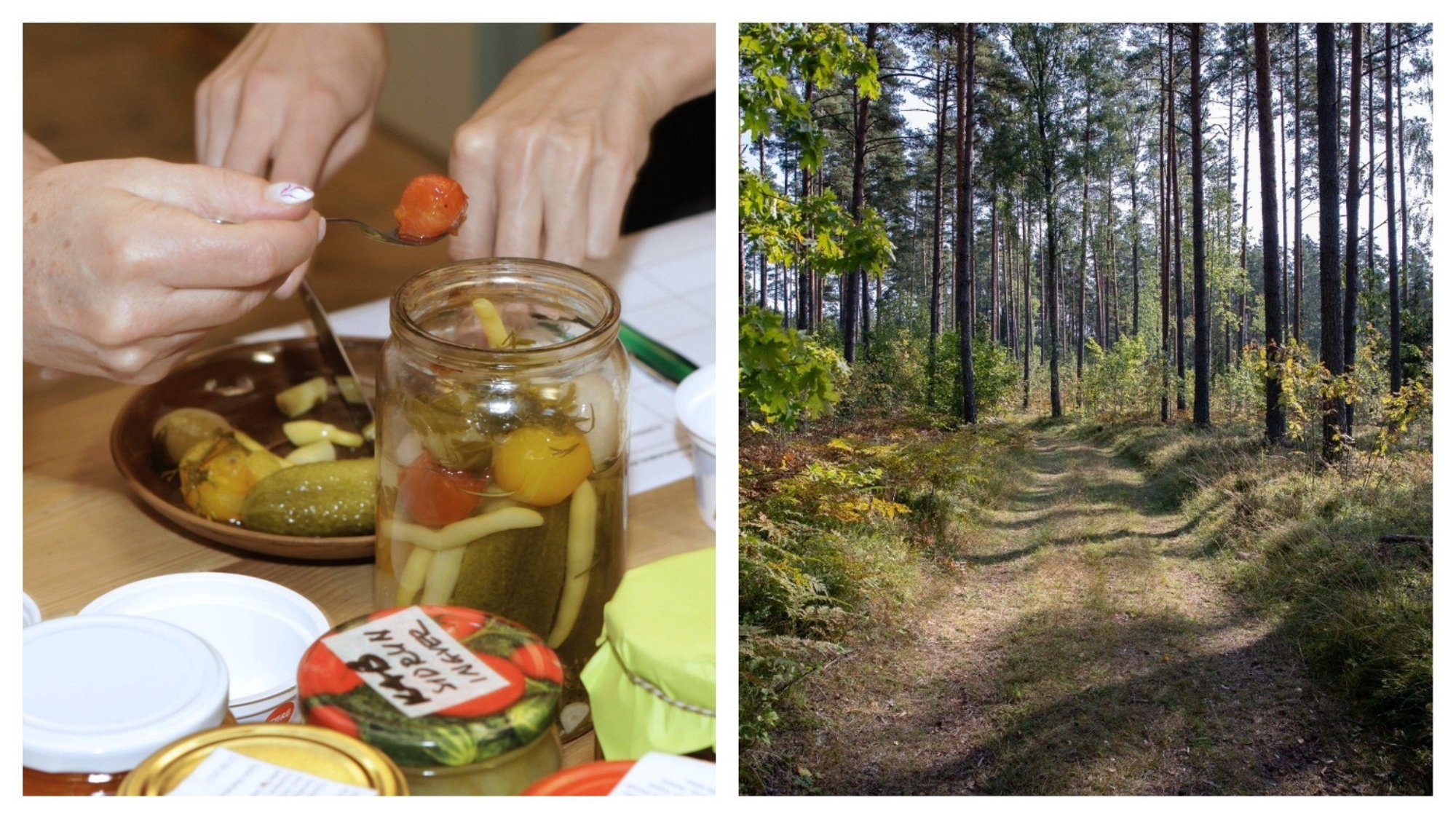 EESTI TRUMP! | Kadri Taperson: Eesti trump on meie pikk mälu! Metsas on pelgupaik ja toitu tuleb säilitada