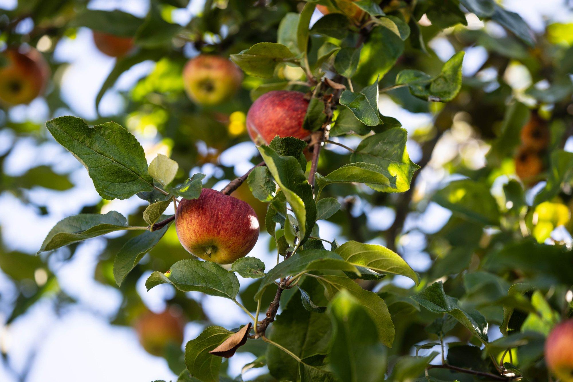 Lasteaedades ja koolides hakatakse pakkuma tervislikumat toitu