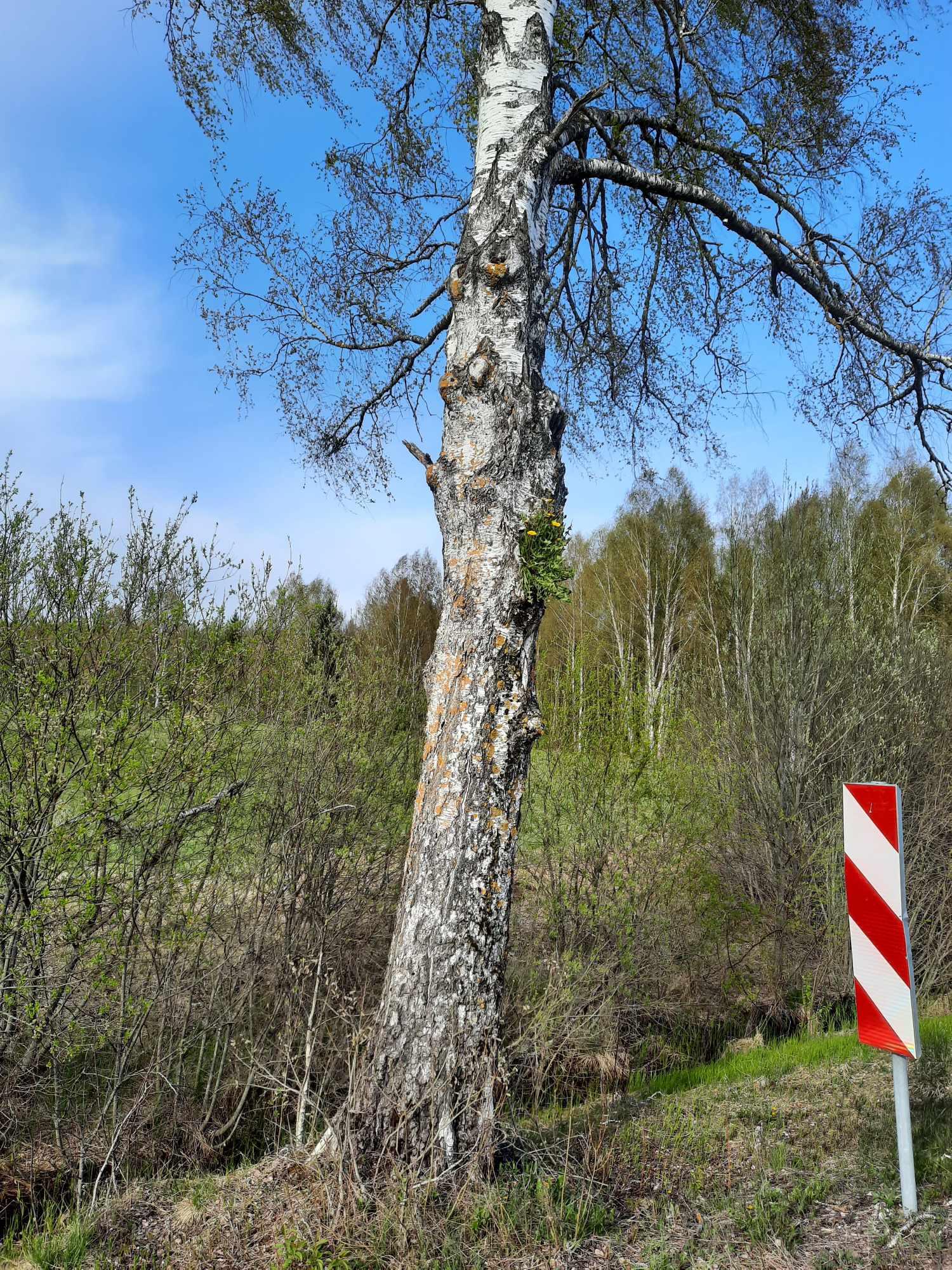 FOTO | Küll see loodus oskab üllatada. Vaata, mis kasel kasvab