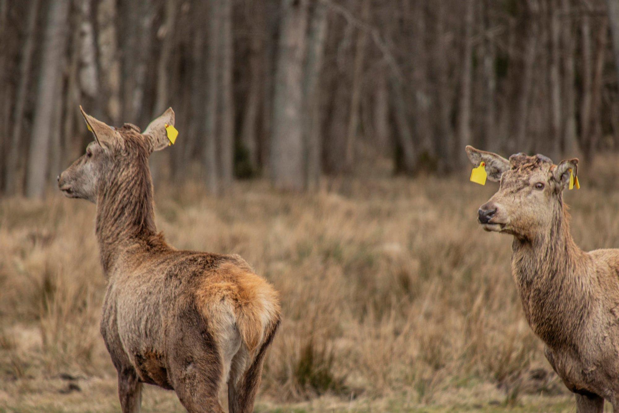 Hiiumaale on ilma loata toodud kõrvamärgistega punahirved, kelle päritolu on teadmata