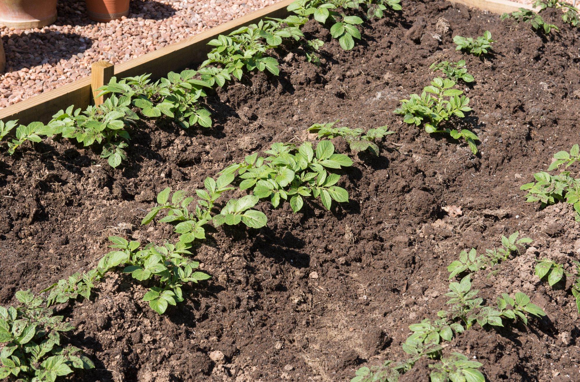 LAHE AED I Kastpeenrad annavad täpselt niipalju saaki, nagu vaja