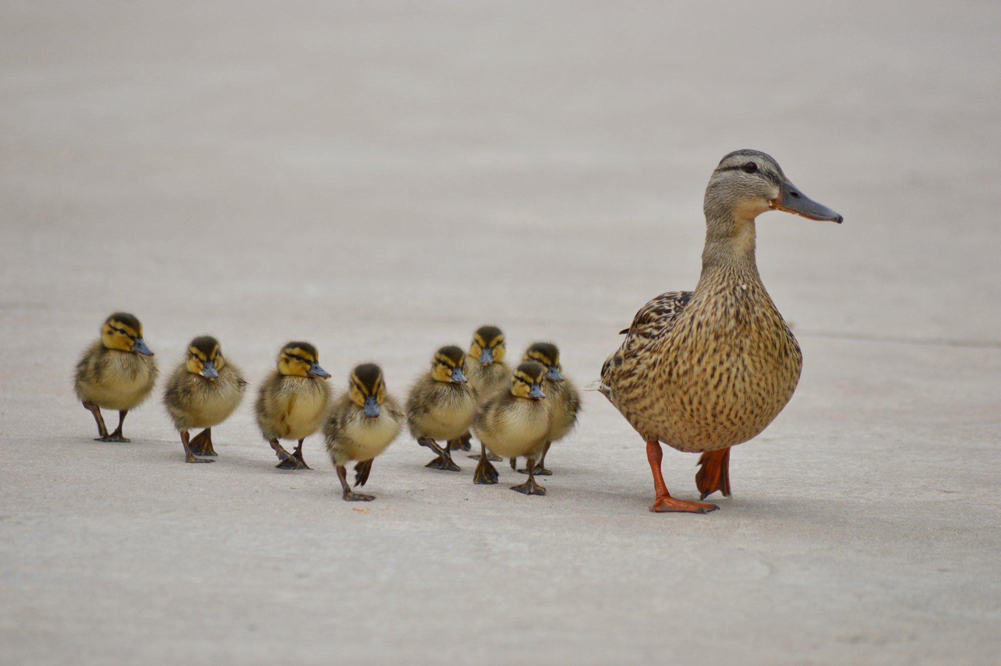 Tartus tühjaks pumbatud Vanemuise tiik ajas pardiema segadusse ning ta hülgas oma pojad