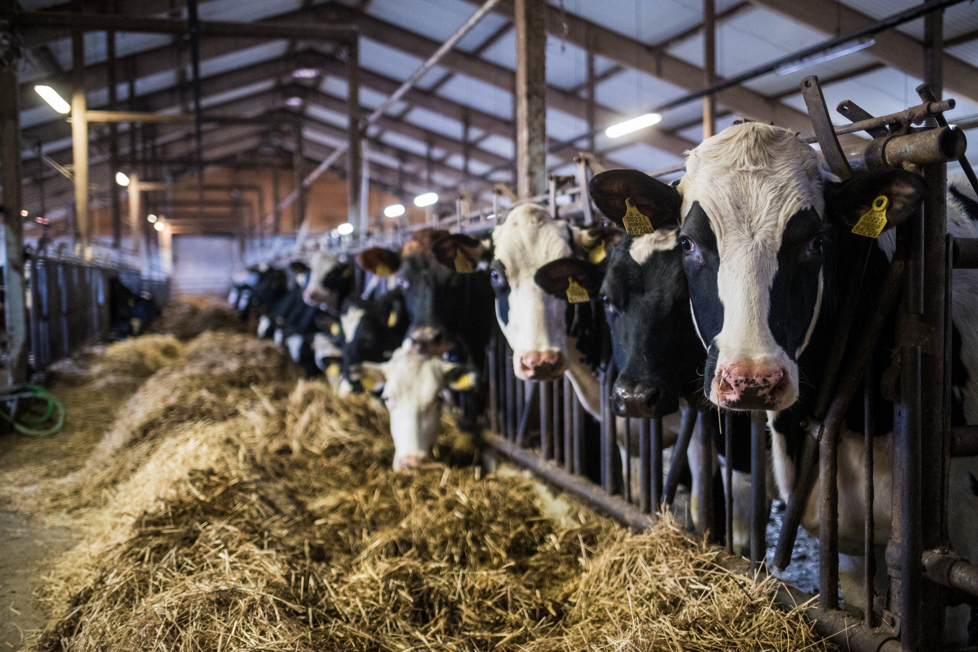 Taudioht on Maaülikooli täienduskoolituste kava segi paisanud