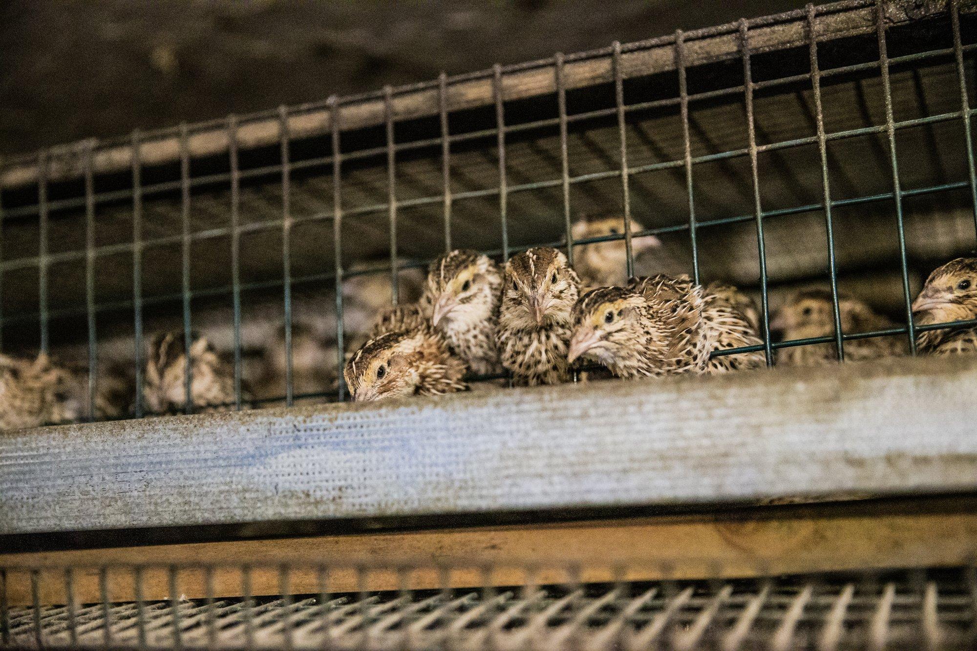 Valga vallas sai tulekahjus surma 500 soojakus elanud vutti