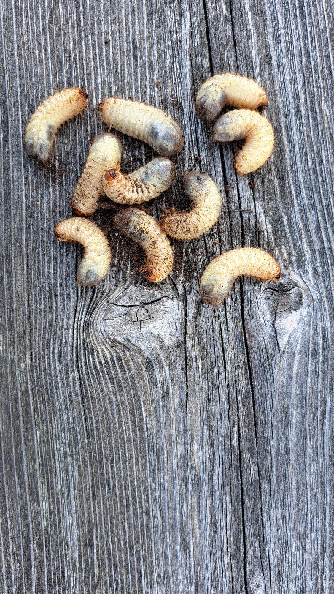 Kes on need kompostihunnikus elutsevad paksud valkjad tõugud ja kas nad on kahjulikud?