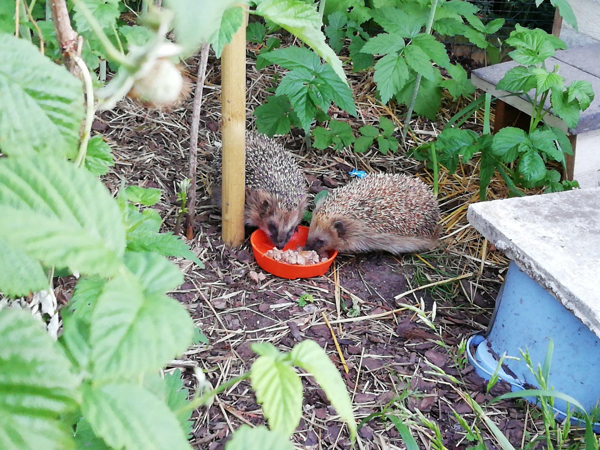 VIDEO | Siilid olid pulmamänguga nii ametis, et ei pannud pealtvaatajaid tähelegi