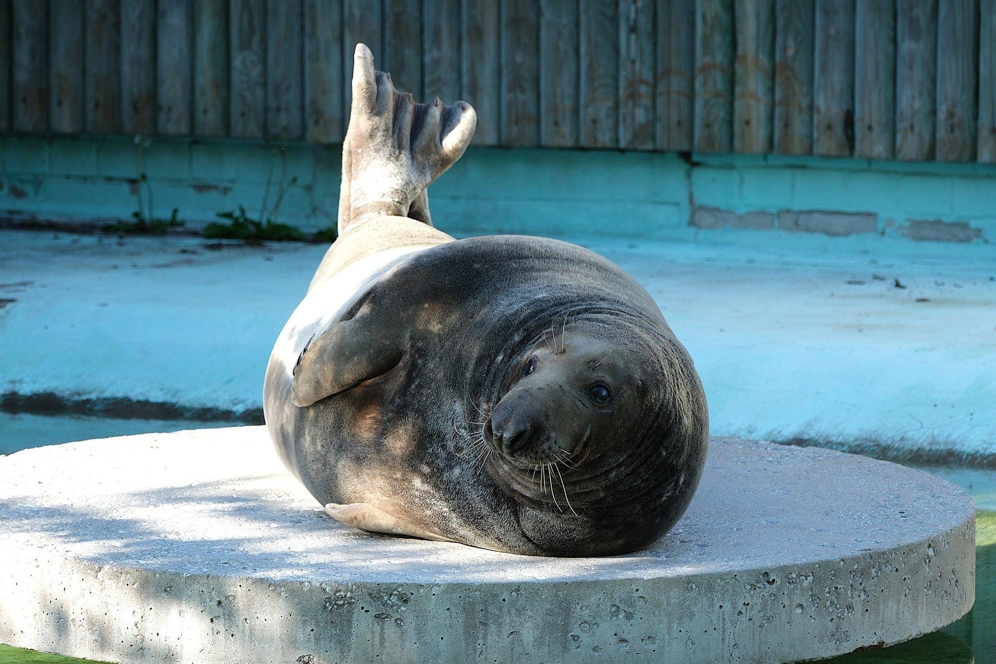 Kastreerimine sai saatuslikuks: Tallinna loomaaia hallhüljes suri pärast lõikust