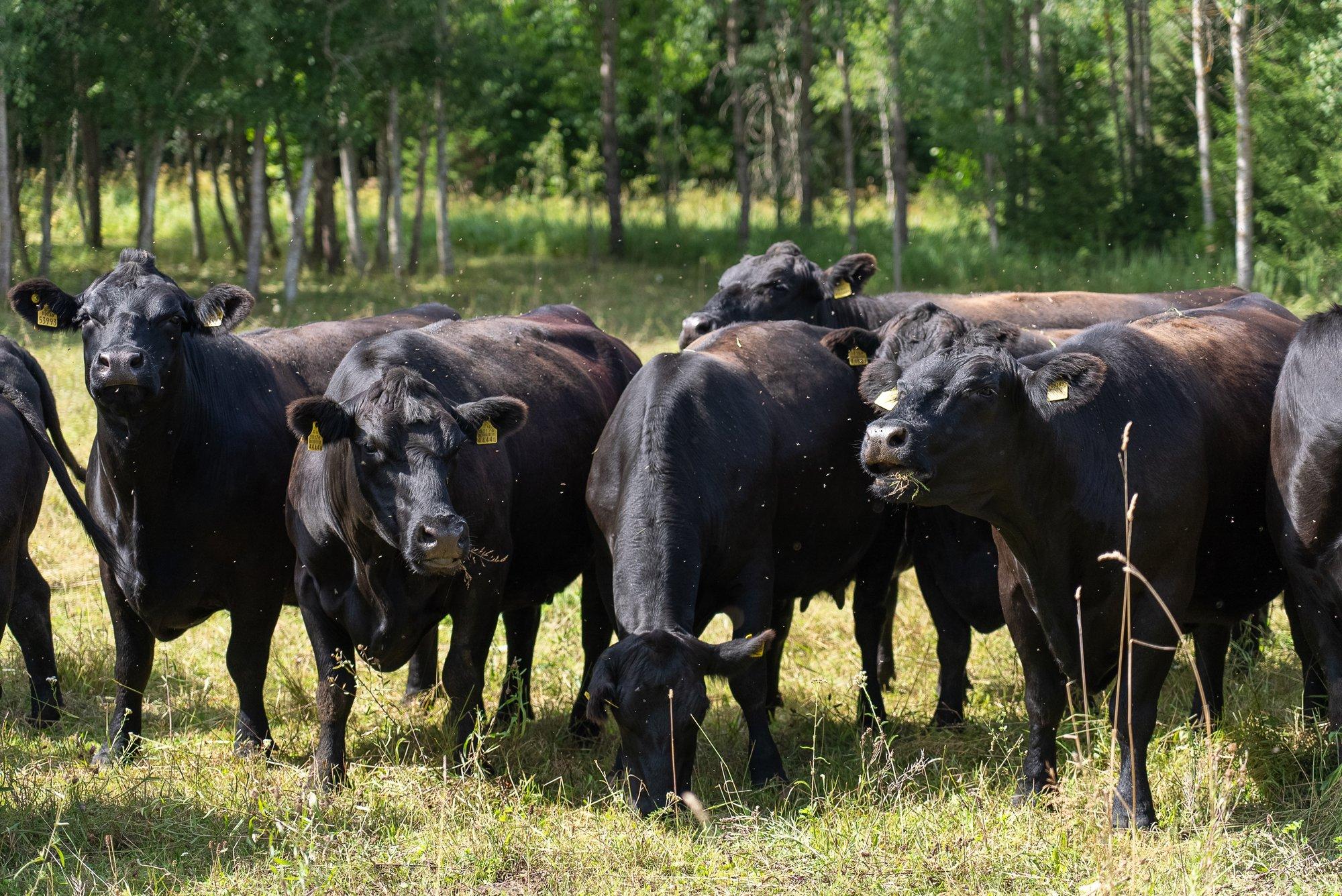 Eestit on tabanud kodumaise veisehakkliha kriis