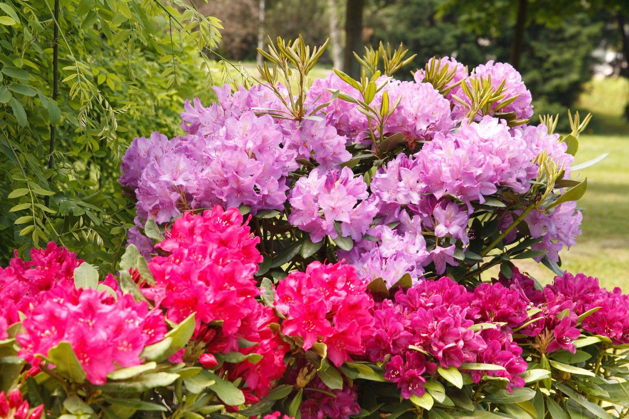 Milliseid taimi plaanida varjulisse aeda, kus päikest napib?