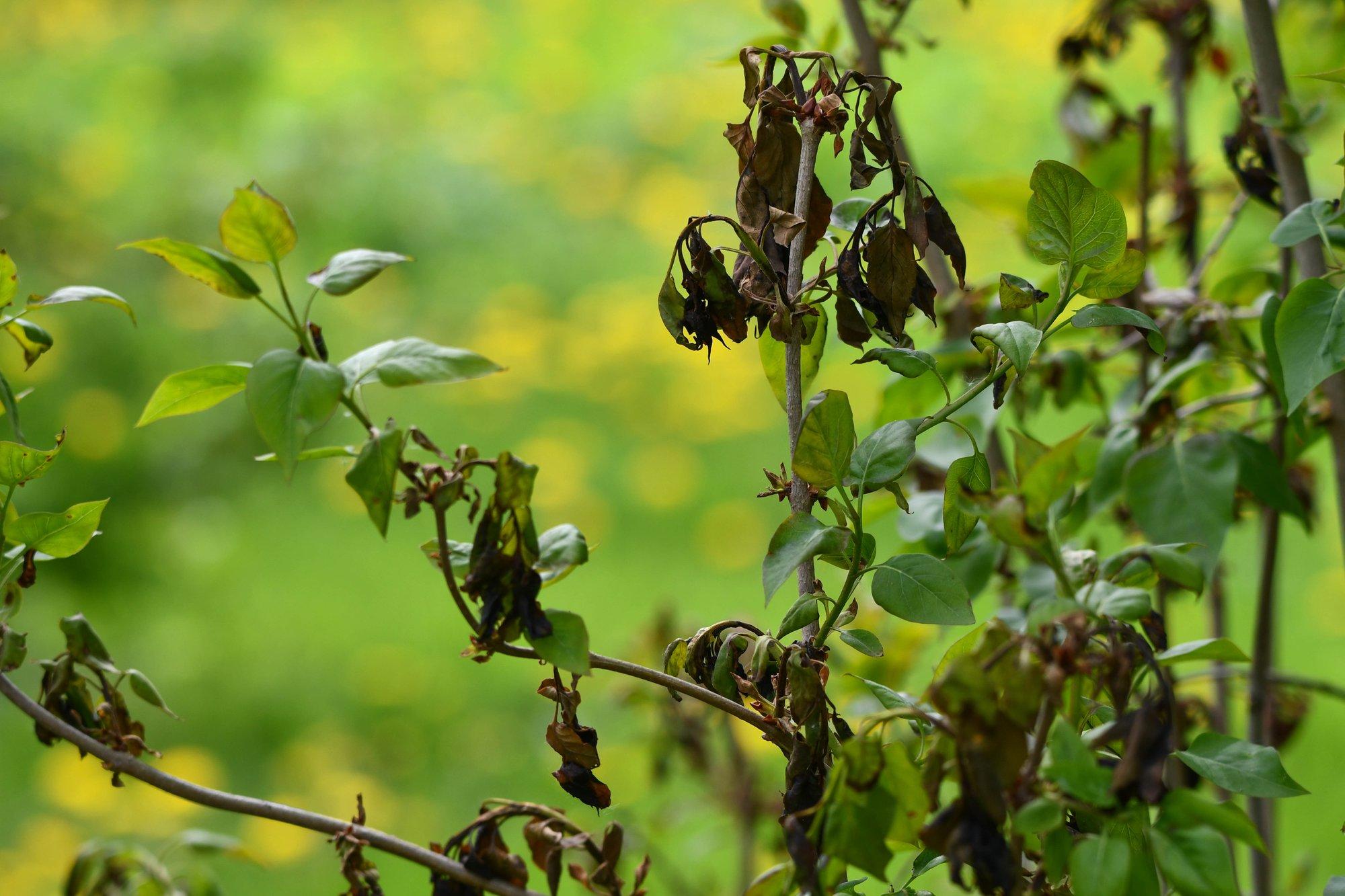 LUGEJA KÜSIB | Mida teha külmavõetud sirelitega?
