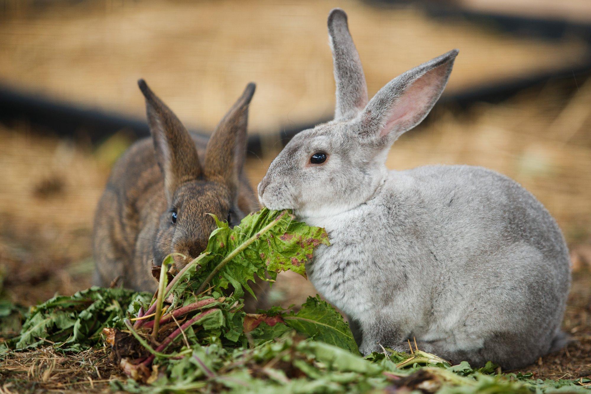 Kaaslaseta küülik võib murest murduda, kasside või merisigadega ta ühist keelt ei leia