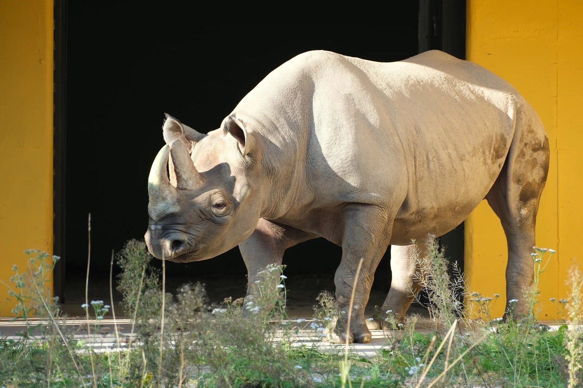 Loomaaia tasuta lastepäeval tutvustavad oma harjumusi ja hobisid nii kiskjad kui paksunahalised