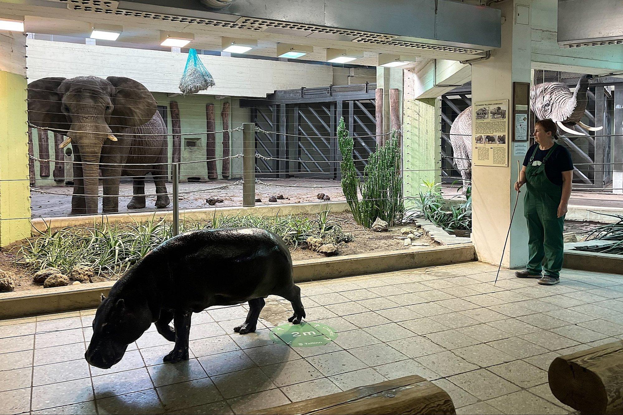 LÕBUS FOTO | Tallinna loomaaia jõehobu käis elevantidele tere ütlemas