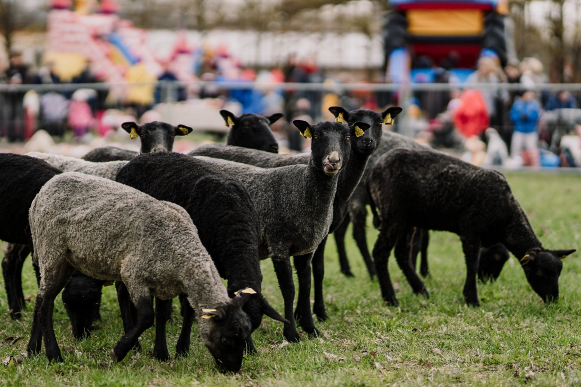 Lambad on siin ja lambad on sääl! Sõbralikud sõralised püüavad suvel mitmes linnas pilke ja paisid